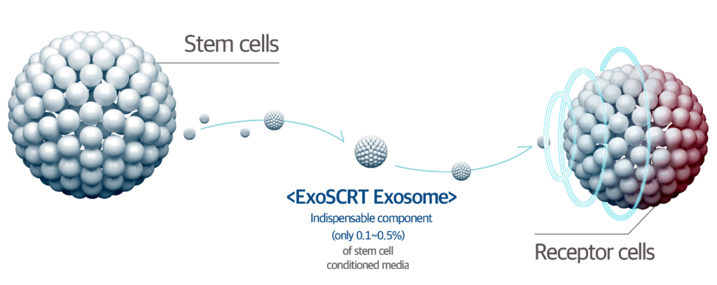 Exosome Scalp Treatment for Hair Loss: How It Works, What to Expect and What the Evidence Says